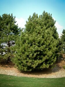 Сосна Чёрная (Pinus Nigra) купить по цене от 270.00р. в интернет-магазине «Посадика» с доставкой почтой в в Мысках и по всей России – [изображение №1].