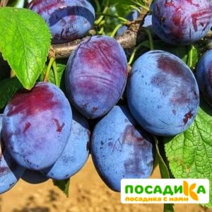 Слива Чачакская ранняя купить по цене от 229.00р. в интернет-магазине «Посадика» с доставкой почтой в в Мысках и по всей России – [изображение №1].