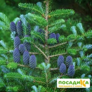 Пихта корейская (Abies koreana) купить по цене от 450.00р. в интернет-магазине «Посадика» с доставкой почтой в в Мысках и по всей России – [изображение №1].