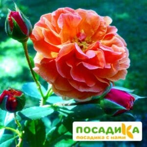 Роза Арабия купить по цене от 350.00р. в интернет-магазине «Посадика» с доставкой почтой в в Мысках и по всей России – [изображение №1].