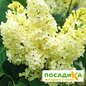 Сирень Примроуз (Primrose) купить по цене от 529.00р. в интернет-магазине «Посадика» с доставкой почтой в в Мысках и по всей России – [изображение №1].