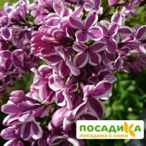 Сирень Сенсация купить по цене от 529.00р. в интернет-магазине «Посадика» с доставкой почтой в в Мысках и по всей России – [изображение №1].