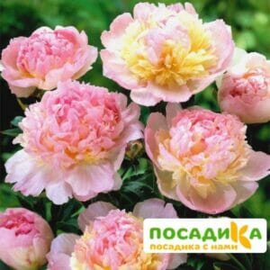 Пион Распберри Сандей (Paeonia Raspberry Sundae) купить по цене от 959р. в интернет-магазине «Посадика» с доставкой почтой в в Мысках и по всей России – [изображение №1].