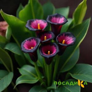 Калла Аура Лейс купить по цене от 400р. в интернет-магазине «Посадика» с доставкой почтой в в Мысках и по всей России – [изображение №1].