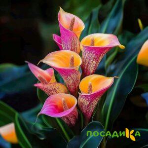 Калла Оникс купить по цене от 450р. в интернет-магазине «Посадика» с доставкой почтой в в Мысках и по всей России – [изображение №1].