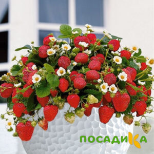 Клубника Рубиновый Шепот (горшечная) купить по цене от 240р. в интернет-магазине «Посадика» с доставкой почтой в в Мысках и по всей России – [изображение №1].