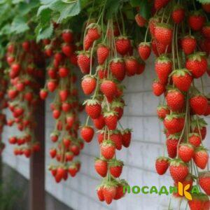 Клубника вьющаяся Комплимент купить по цене от 470р. в интернет-магазине «Посадика» с доставкой почтой в в Мысках и по всей России – [изображение №1].