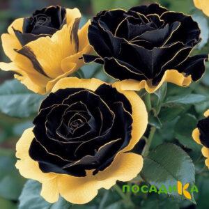 Роза Ханни Сикл купить по цене от 700р. в интернет-магазине «Посадика» с доставкой почтой в в Мысках и по всей России – [изображение №1].