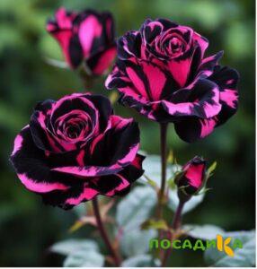 Роза Багровый Шепот купить по цене от 366р. в интернет-магазине «Посадика» с доставкой почтой в в Мысках и по всей России – [изображение №1].