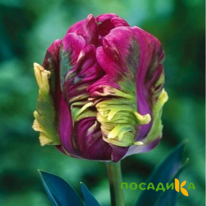 Тюльпан Экзотик Хэвен купить по цене от 186р. в интернет-магазине «Посадика» с доставкой почтой в в Мысках и по всей России – [изображение №1].